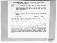 Image of Inocybe eutheles